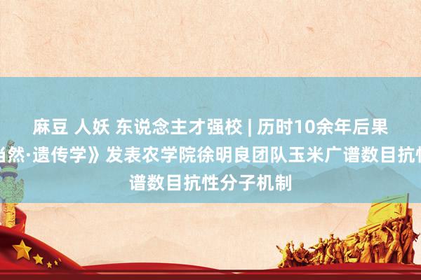 麻豆 人妖 东说念主才强校 | 历时10余年后果发布：《当然·遗传学》发表农学院徐明良团队玉米广谱数目抗性分子机制